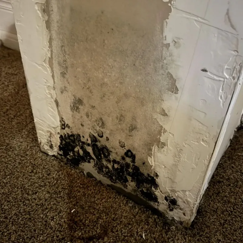 Professional Mold Removal in Mannington, WV